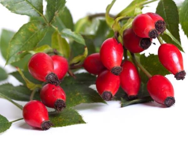 Dobre plati šipkovega olja